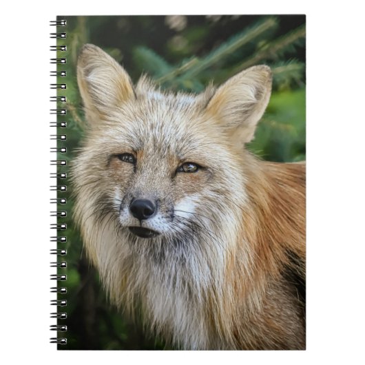 Wild Fox Notizblock (Vorderseite)