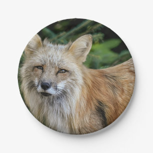 Wild Fox Pappteller