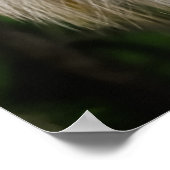 Wild Fox Poster (Ecke)