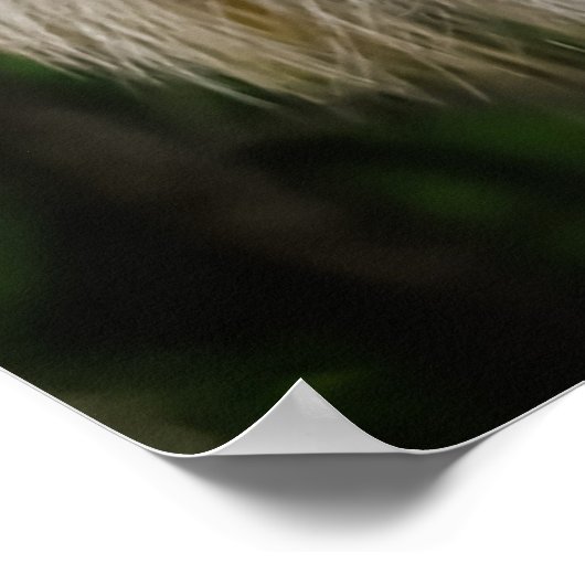 Wild Fox Poster (Ecke)