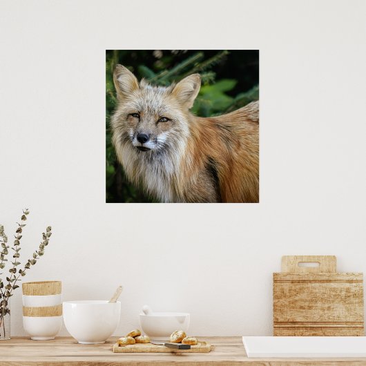 Wild Fox Poster (Küche)