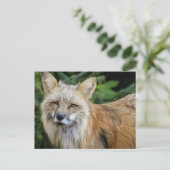 Wild Fox Postkarte (Stehend Vorderseite)