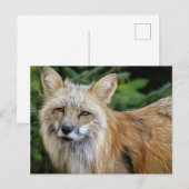 Wild Fox Postkarte (Vorne/Hinten)