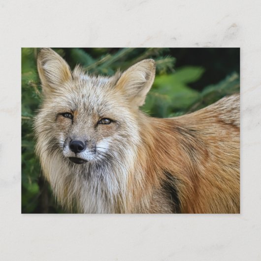 Wild Fox Postkarte (Vorderseite)