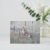 Wild Fox Postkarte (Stehend Vorderseite)