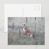 Wild Fox Postkarte (Vorne/Hinten)