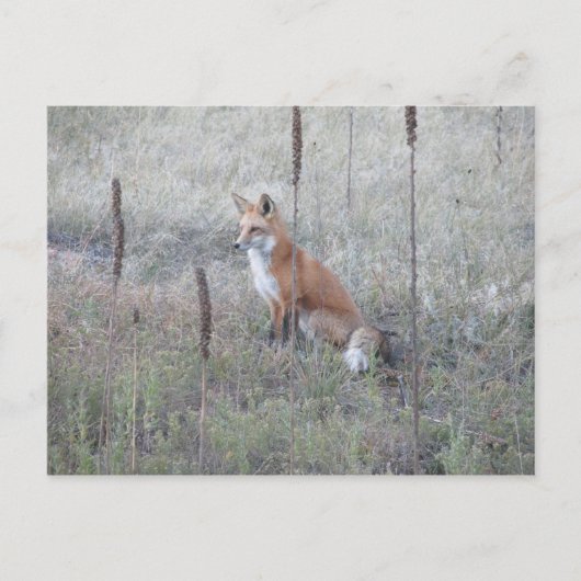 Wild Fox Postkarte (Vorderseite)