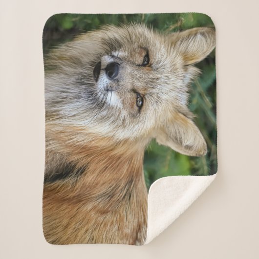 Wild Fox Sherpadecke (Vorderseite)