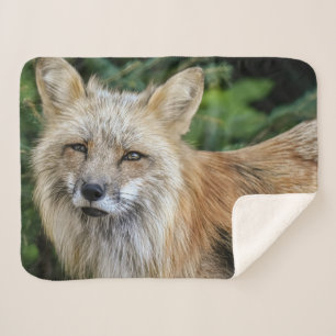 Wild Fox Sherpadecke