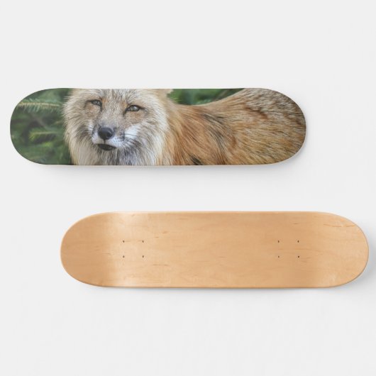 Wild Fox Skateboard (Horizontal)