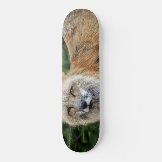 Wild Fox Skateboard (Vorderseite)