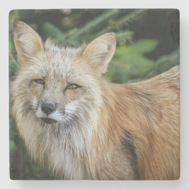 Wild Fox Steinuntersetzer
