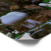 Wild Fresh MUSHROOM Fungi : Exotische Fotografie Poster (Ecke)