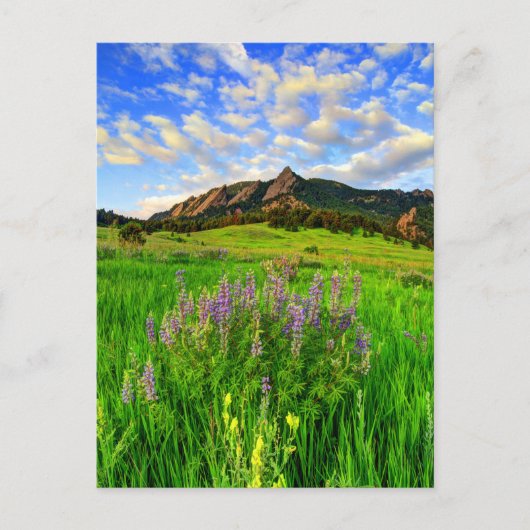 Wild für Sie Postkarte (Vorderseite)