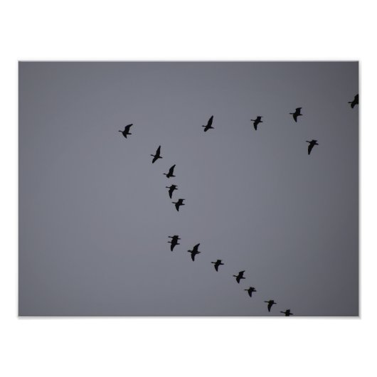 Wild Gänse Fotodruck (Vorne)