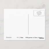 Wild Garden, Clare, Irland PostCards Postkarte (Rückseite)