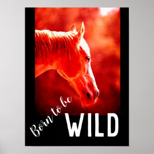 Wild Geboren Nahaufnahme Pferd Poster