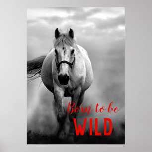 Wild geboren Schwarzes und Weißes Rennpferd Poster