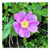 Wild gedruckte Rose Fotodruck (Vorne)