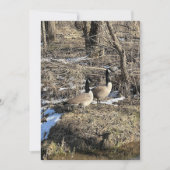 Wild Geese (Vorderseite)