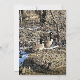 Wild Geese