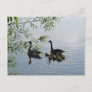 Wild Geese Postcard Postkarte