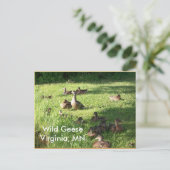 Wild Geese Postcard Postkarte (Stehend Vorderseite)