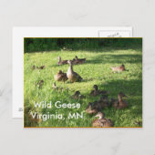 Wild Geese Postcard Postkarte (Vorne/Hinten)