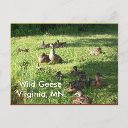 Wild Geese Postcard Postkarte (Vorderseite)