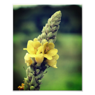 Wild-Gelber Mullein-Blume 8x10 Fotodruck