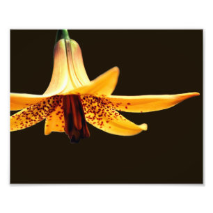 Wild Gepunktete kanadische Lily-Blume 8x10 Fotodruck