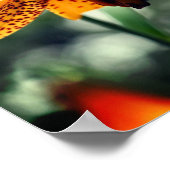 Wild Gepunktete kanadische Lily-Blume Poster (Ecke)