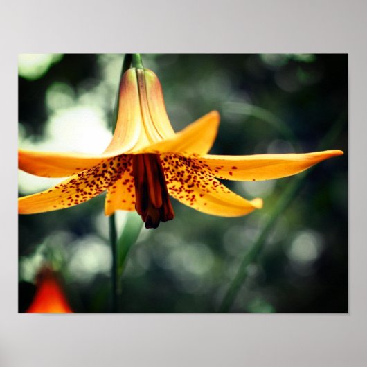 Wild Gepunktete kanadische Lily-Blume Poster (Vorne)