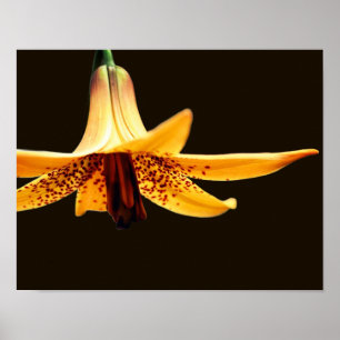 Wild Gepunktete kanadische Lily-Blume Poster