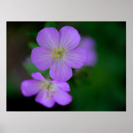 Wild Geranium Poster