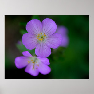 Wild Geranium Poster