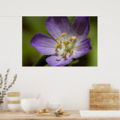 Wild Geranium Poster (Küche)