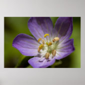 Wild Geranium Poster (Vorne)