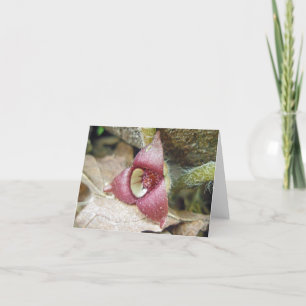 Wild Ginger Blume Note Card Karte