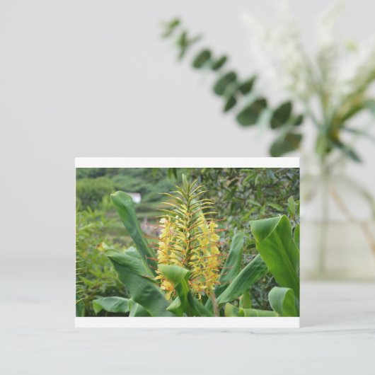 Wild Ginger. Postkarte (Stehend Vorderseite)