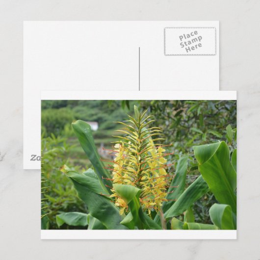 Wild Ginger. Postkarte (Vorne/Hinten)