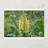 Wild Ginger. Postkarte (Vorderseite)