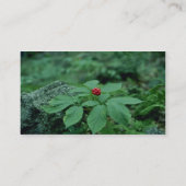 Wild Ginseng (Panax Quinquefolius) Blume Visitenkarte (Rückseite)