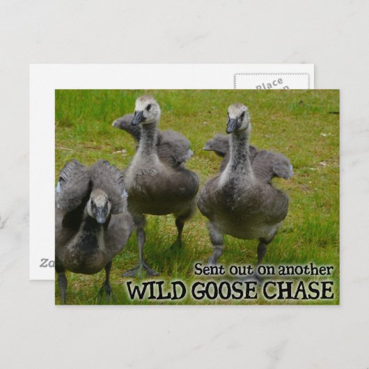 Wild Goose Chase Postkarte (Vorne/Hinten)