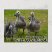 Wild Goose Chase Postkarte (Vorderseite)