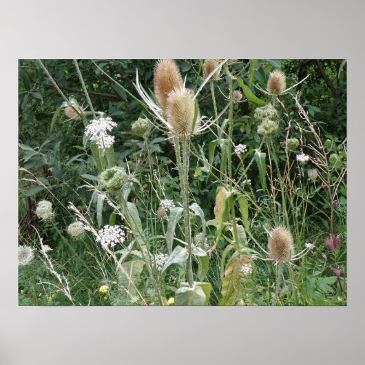 Wild Grasses Print Poster (Vorne)