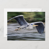 Wild Grauer Heron Bird in Flight Fotografy Postkarte (Vorne/Hinten)