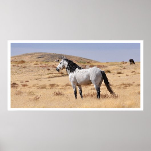 Wild Graues Pferd, Utah Poster (Vorne)