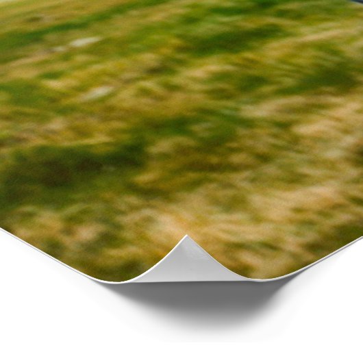 Wild Gray Horse Poster (Ecke)