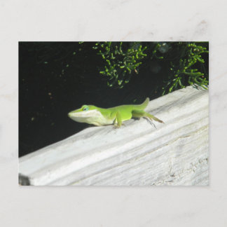 Wild Green Gecko Postkarte